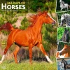 BrownTrout 2025 365 Days of Horses 12" x 12" Monthly Wall Calendar (9781975477165) Online
