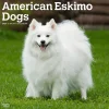 BrownTrout 2025 American Eskimo Dogs 12" x 24" Monthly Square Wall Calendar (9781975476496) Best