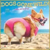 BrownTrout 2025 Avanti Dogs Gone Wild 12" x 12" Monthly Wall Calendar (9781975479671) Online