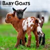 BrownTrout 2025 Baby Goats 12" x 12" Monthly Wall Calendar (9781975476571)