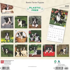 BrownTrout 2025 Boston Terrier Puppies 12" x 12" Monthly Wall Calendar (9781975476694) New