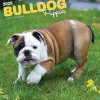 BrownTrout 2025 Bulldog Puppies 12" x 12" Monthly Wall Calendar (9781975474539) Sale