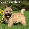 BrownTrout 2025 Cairn Terriers 12" x 24" Monthly Square Wall Calendar, (9781975476779) Hot