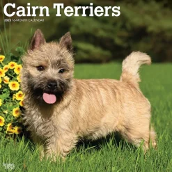 BrownTrout 2025 Cairn Terriers 12" x 24" Monthly Square Wall Calendar, (9781975476779) Hot