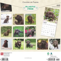 BrownTrout 2025 Chocolate Labrador Retriever Puppies 12" x 12" Monthly Wall Calendar (9781975477325) Online
