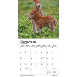 BrownTrout 2025 Colts and Fillies 12