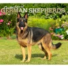 BrownTrout 2025 For the Love of German Shepherds 7" x 12" Monthly Wall Calendar (9781975473037) Discount