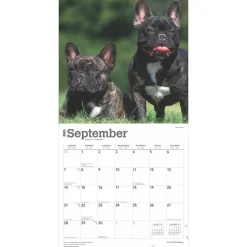 BrownTrout 2025 French Bulldogs 12