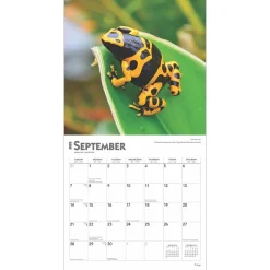 BrownTrout 2025 Frogs 12