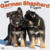 BrownTrout 2025 German Shepherd Puppies 12" x 12" Monthly Square Wall Calendar (9781975477004) Outlet