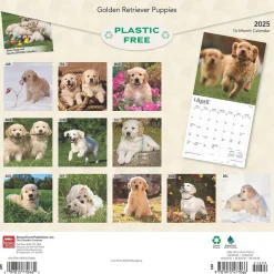BrownTrout 2025 Golden Retriever Puppies 12" x 12" Monthly Square Wall Calendar (9781975477066) Discount