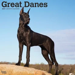 BrownTrout 2025 Great Danes 12" x 12" Monthly Square Wall Calendar (9781975477103)