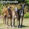 BrownTrout 2025 Greyhounds 12" x 12" Monthly Wall Calendar (9781975477127) Sale