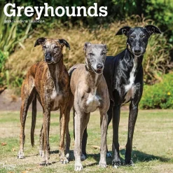 BrownTrout 2025 Greyhounds 12" x 12" Monthly Wall Calendar (9781975477127) Sale