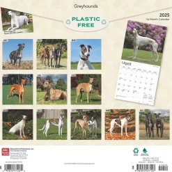 BrownTrout 2025 Greyhounds 12" x 12" Monthly Wall Calendar (9781975477127) Sale