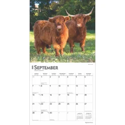 BrownTrout 2025 Highland Cows 12