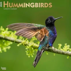 BrownTrout 2025 Hummingbirds 12" x 12" Monthly Wall Calendar (9781975477189) Hot