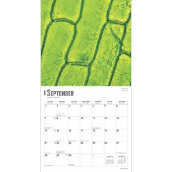 BrownTrout 2025 Innerspace 12