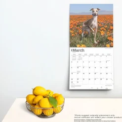 BrownTrout 2025 Italian Greyhounds 12