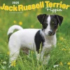 BrownTrout 2025 Jack Russell Terrier Puppies 12" x 12" Monthly Wall Calendar (9781975477226) Online