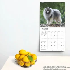 BrownTrout 2025 Keeshonden 12