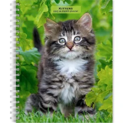 BrownTrout 2025 Kittens 6" x 7.75" Weekly Engagement Planner, Paper Cover, Multicolored (9781975473136) Discount
