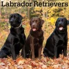 BrownTrout 2025 Labrador Retrievers 12" x 12" Monthly Wall Calendar (9781975477332) Clearance