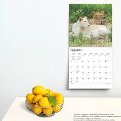 BrownTrout 2025 Lions 12