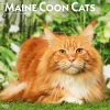 BrownTrout 2025 Maine Coon Cats 12" x 24" Monthly Square Wall Calendar, (9781975477387) Discount