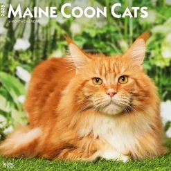 BrownTrout 2025 Maine Coon Cats 12" x 24" Monthly Square Wall Calendar, (9781975477387) Discount