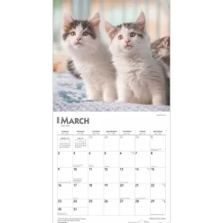 BrownTrout 2025 Maine Coon Cats 12