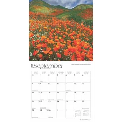 BrownTrout 2025 Mountain Wildflowers 12