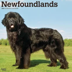 BrownTrout 2025 Newfoundlands 12" x 12" Monthly Wall Calendar (9781975477479) Sale