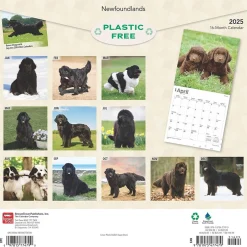 BrownTrout 2025 Newfoundlands 12" x 12" Monthly Wall Calendar (9781975477479) Sale