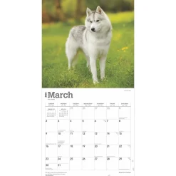 BrownTrout 2025 Siberian Huskies 12