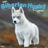 BrownTrout 2025 Siberian Husky Puppies 12" x 12" Monthly Wall Calendar (9781975477783) Hot