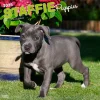 BrownTrout 2025 Staffordshire Bull Terriers Puppies 12" x 12" Monthly Square Wall Calendar (9781975475741) New