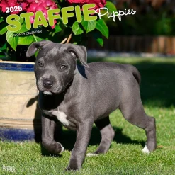 BrownTrout 2025 Staffordshire Bull Terriers Puppies 12" x 12" Monthly Square Wall Calendar (9781975475741) New