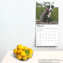 BrownTrout 2025 Staffordshire Bull Terriers Puppies 12