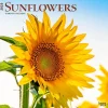 BrownTrout 2025 Sunflowers 12" x 12" Monthly Square Wall Calendar (9781975477837) Sale