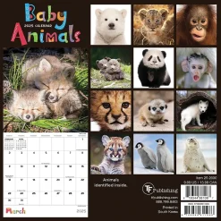 TF Publishing 2025 Baby Animals 7" x 7" Monthly Wall Calendar (25-2000) Best