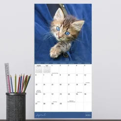 TF Publishing 2025 Kittens 7