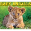 Willow Creek 2025 Baby Animals 6.2" x 5.4" Daily Desk Calendar (40607) Clearance