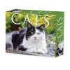 Willow Creek 2025 Cats 6" x 5.5" Day-to-Day Calendar, Multicolor (40720) Sale