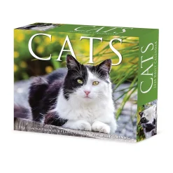 Willow Creek 2025 Cats 6" x 5.5" Day-to-Day Calendar, Multicolor (40720) Sale