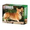 Willow Creek 2025 Corgis (Dogs and Puppies) 6" x 5.5" Day-to-Day Calendar, Multicolor (40751) Hot