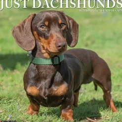 Willow Creek 2025 Dachshunds 12" x 12" Monthly Wall Calendar (42663) Online