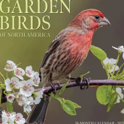 Willow Creek 2025 Garden Birds of North America 12" x 12" Monthly Wall Calendar (42984)