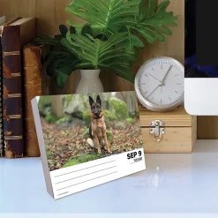 Willow Creek 2025 German Shepherds 6