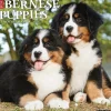 Willow Creek 2025 Just Bernese Mountain Puppies 12" x 12" Monthly Wall Calendar (41703) Outlet